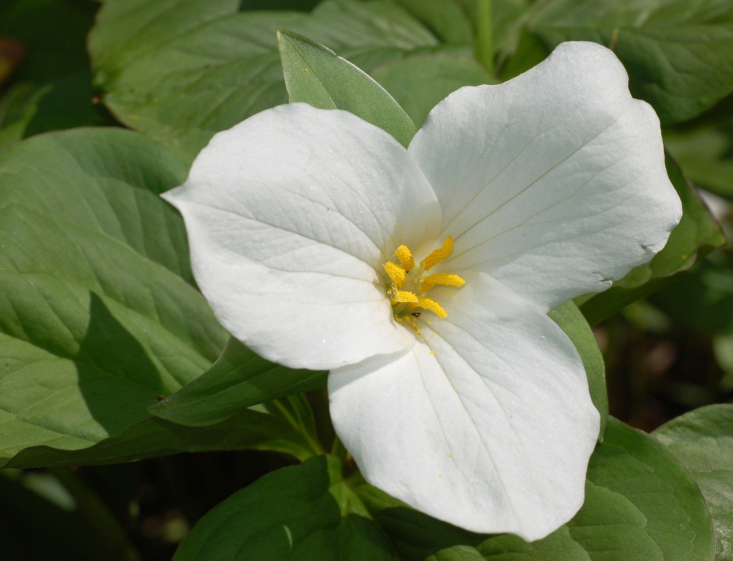 5 Native White Trillium Grandiflora Bare Root