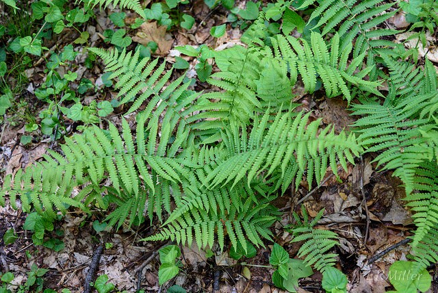 5 Glade Fern Bareroot
