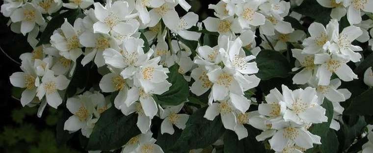 5 Sweet Mock Orange BAREROOT seedlings