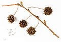 5 Sweetgum BAREROOT seedlings