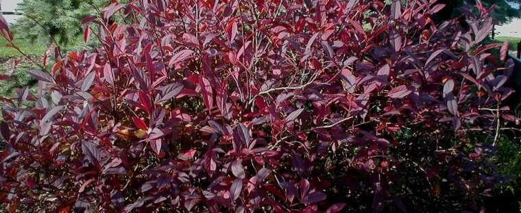 1 Henry's Garnet Itea quart pot 1 year rooted cutting