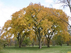 5 American Elm bareroot seedling