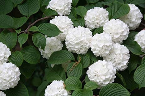 Japanese Snowball Bush 2 1/2" pot