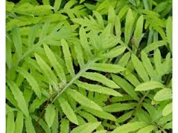 5 Sensitive Fern