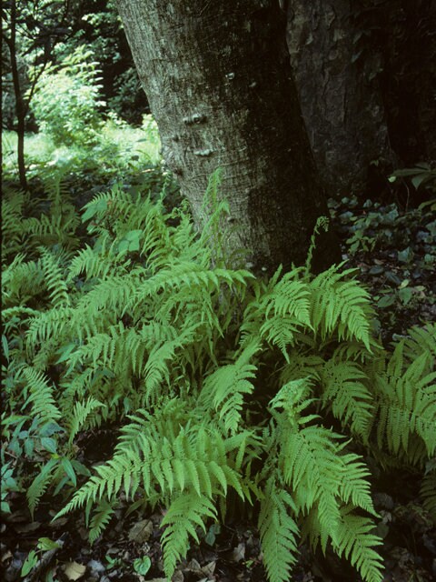 5 New York Fern