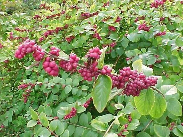 5 Native Coralberry Shrub BAREROOT Seedling