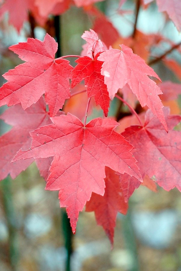 Brandywine Maple 2 1/2" pot