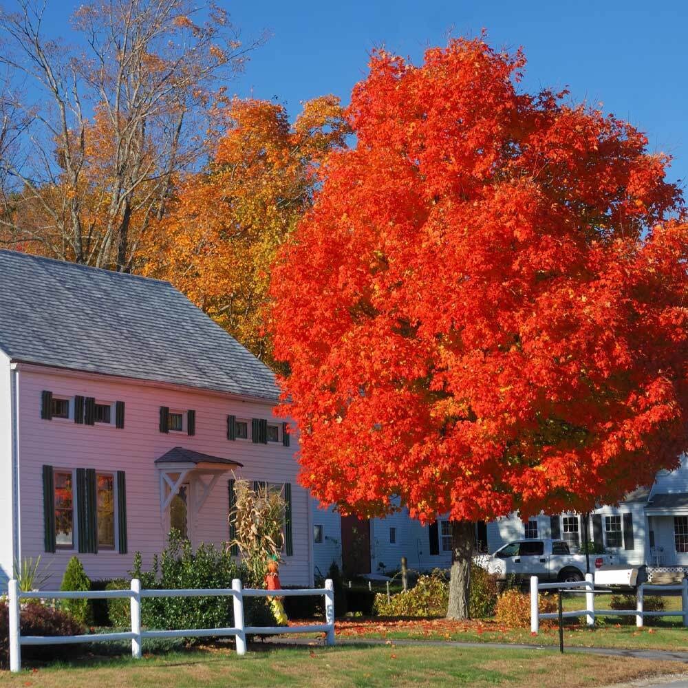 Autumn Blaze Maple Quart