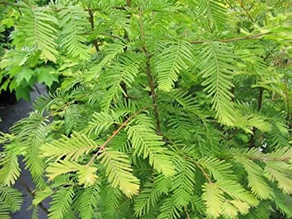 5 Bald Cypress BAREROOT seedlings