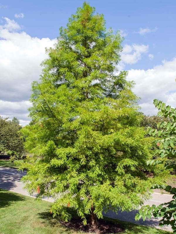 5 Bald Cypress BAREROOT seedlings