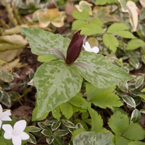 5 Prairie Trillium bareroot (Recuvatum)