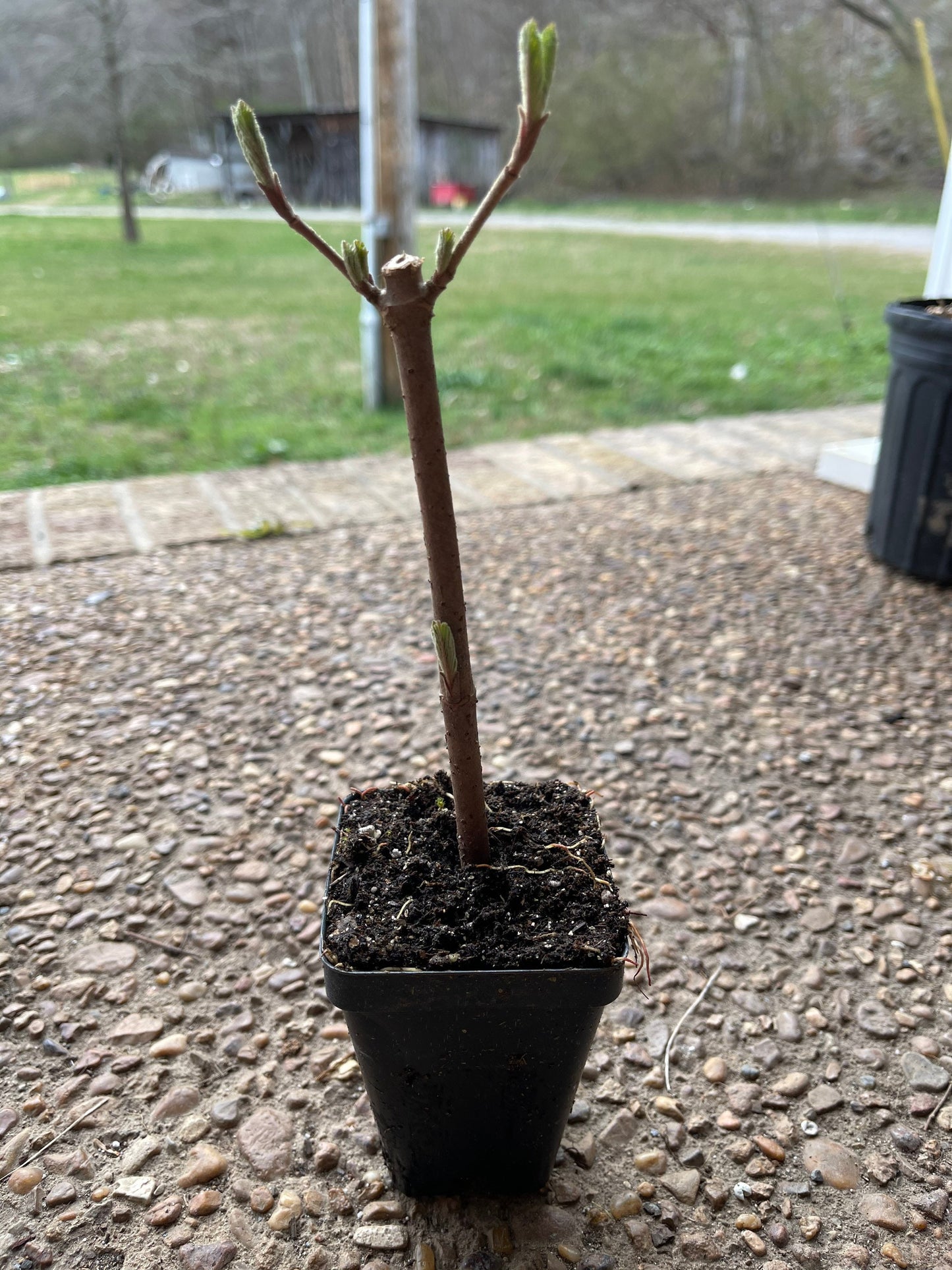 Japanese Snowball Bush 2 1/2" pot