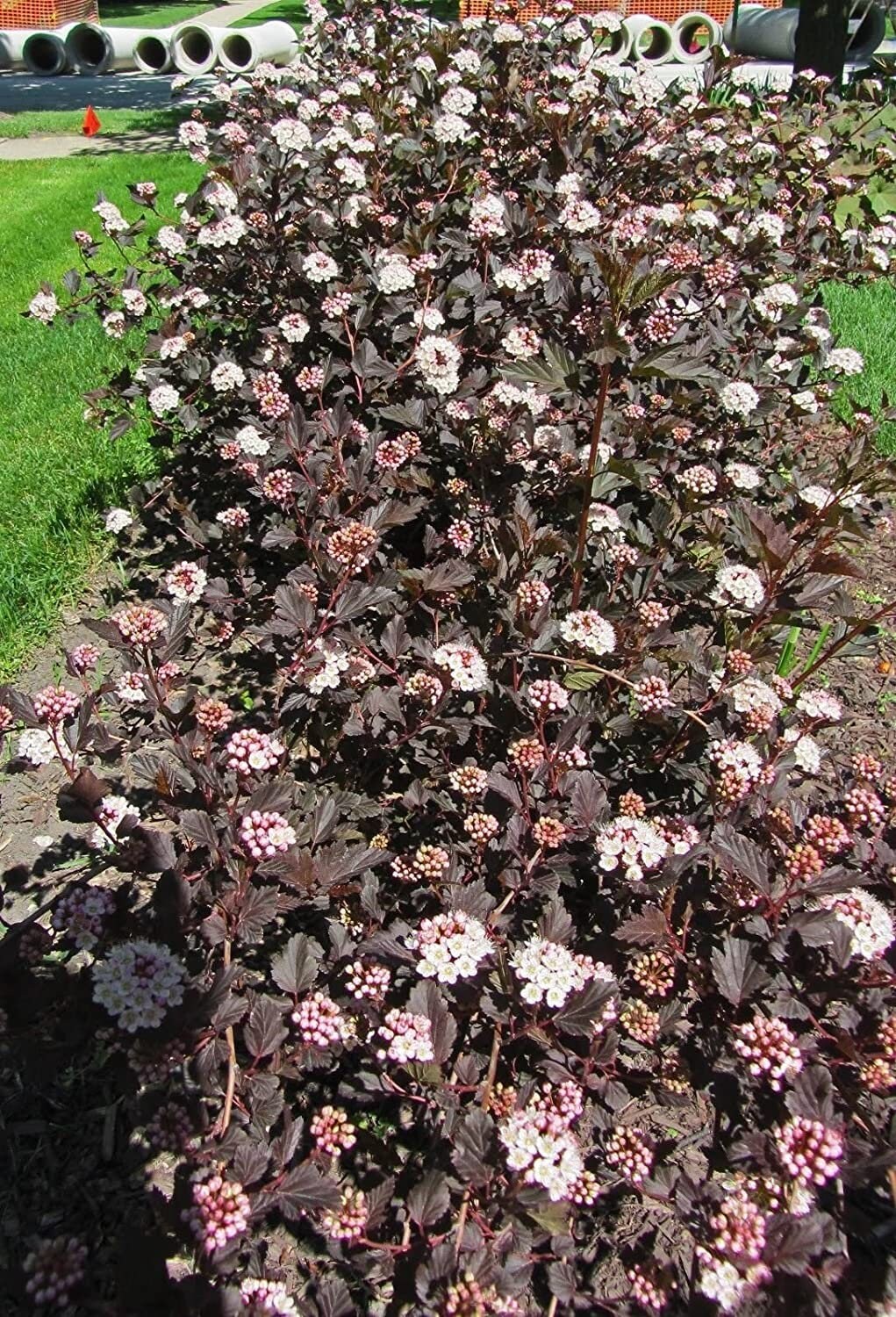 1 Crimson Ninebark shrub Quart