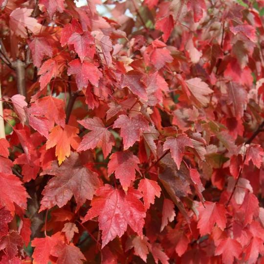 1 Sun Valley Red Maple Quart