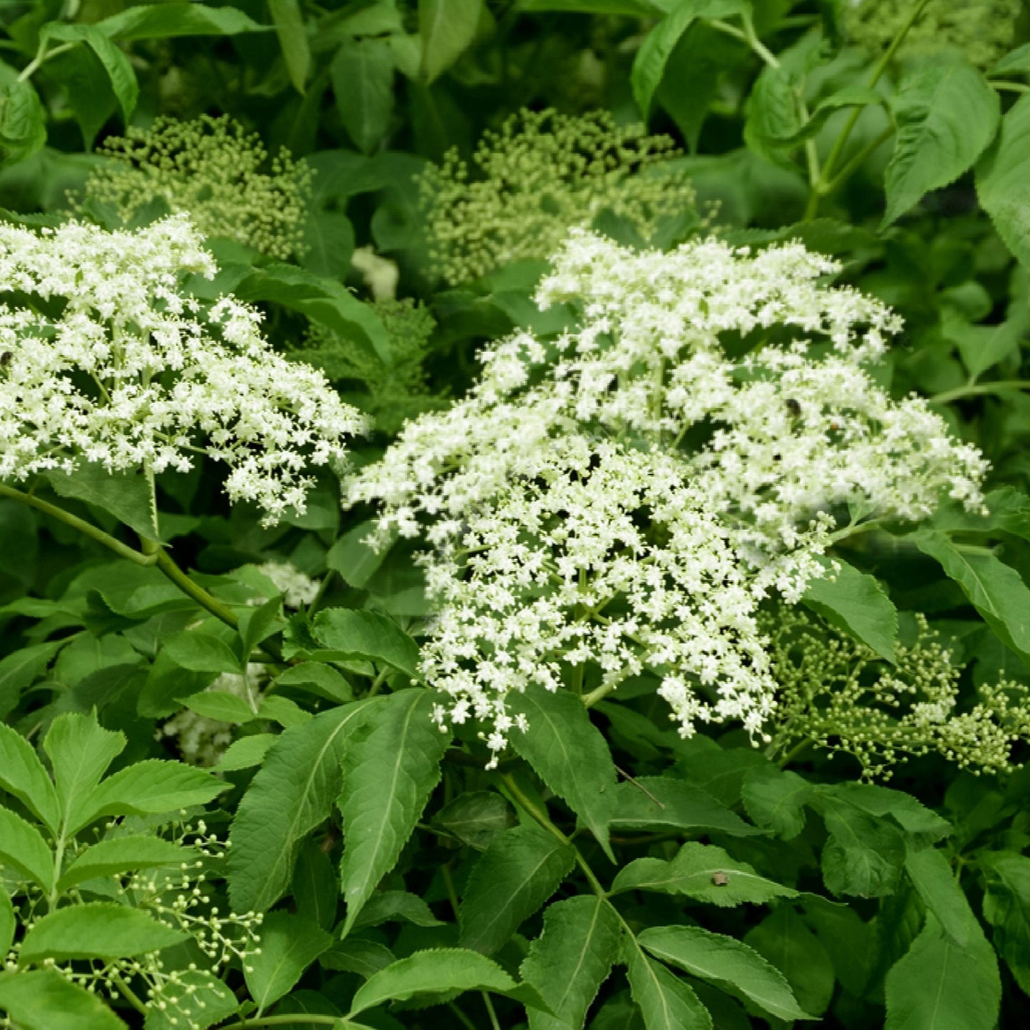 1 Elderberry plant (Quart)