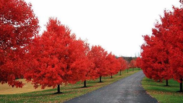 1 Sun Valley Red Maple Quart