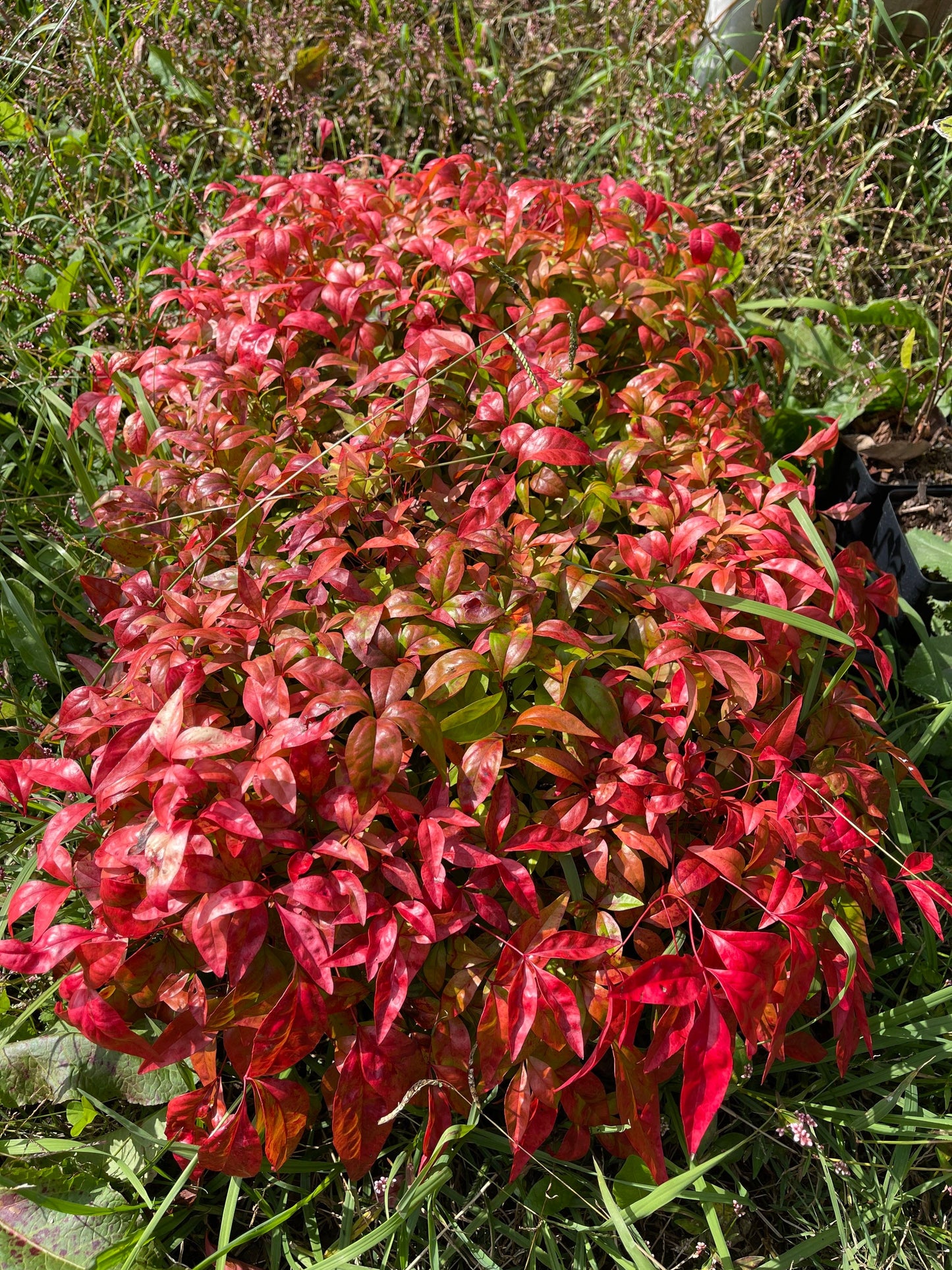 2 Nandina Firepower (Dwarf) Beautiful Fall color