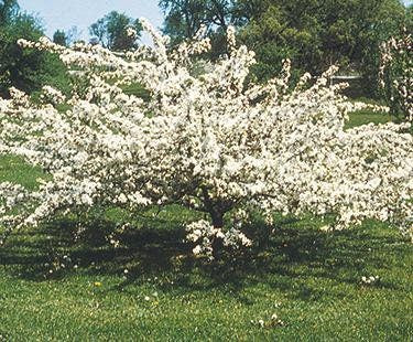 1 Sargent Crabapple tree - Quart
