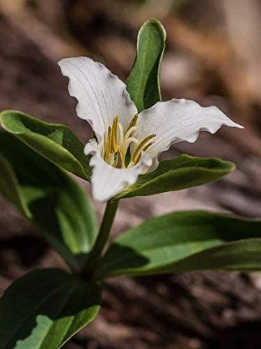 5 Beige - Trillium Erectum Bareroot