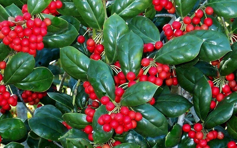 1 Burford Holly Quart
