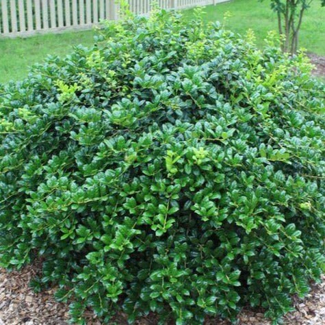 1 Burford Holly Quart