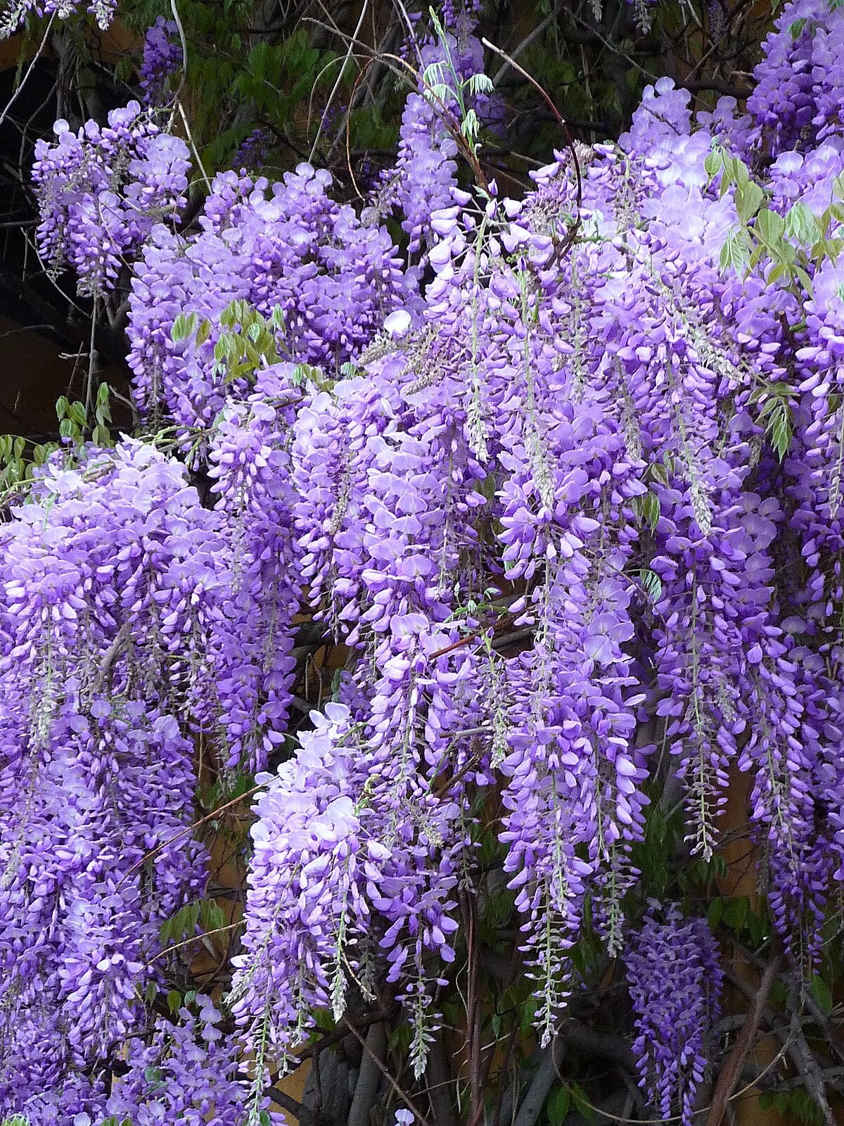 wisteria plant in pot 1 Chinese Wisteria 2 1/2" pot