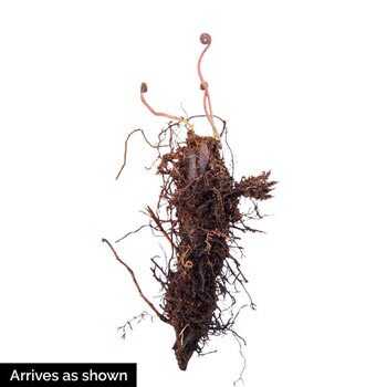 5 Lady Fern Bare Root