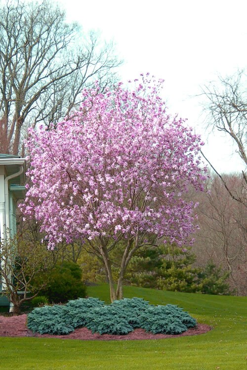 Jane Magnolia 2 1/2" pot