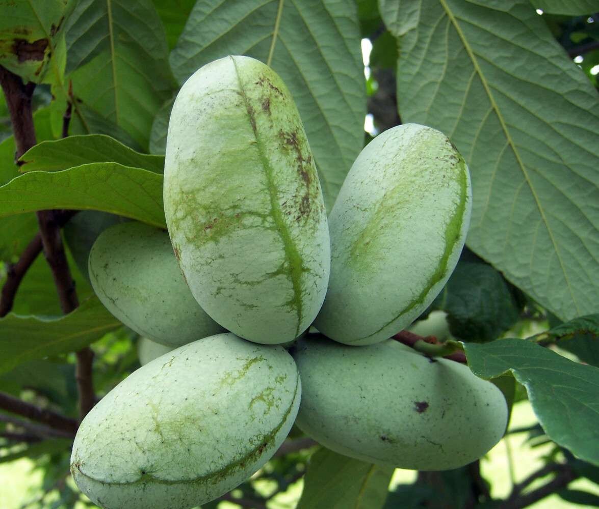 1 PAWPAW QUART