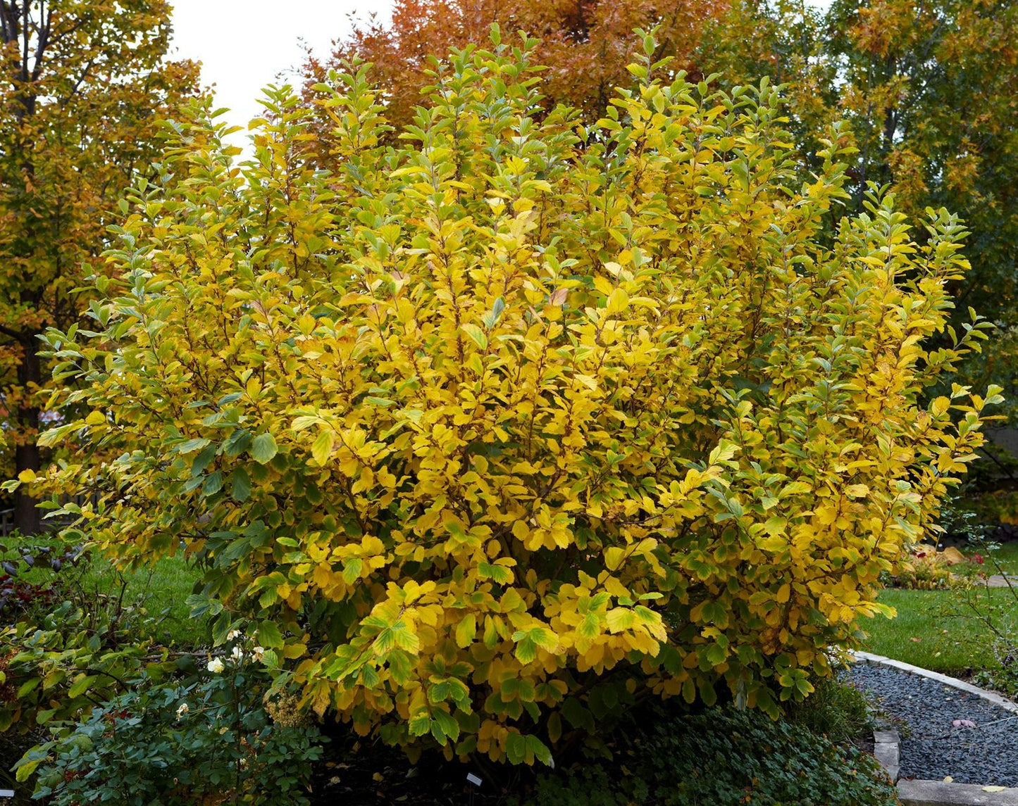 1 Witch Hazel - Quart
