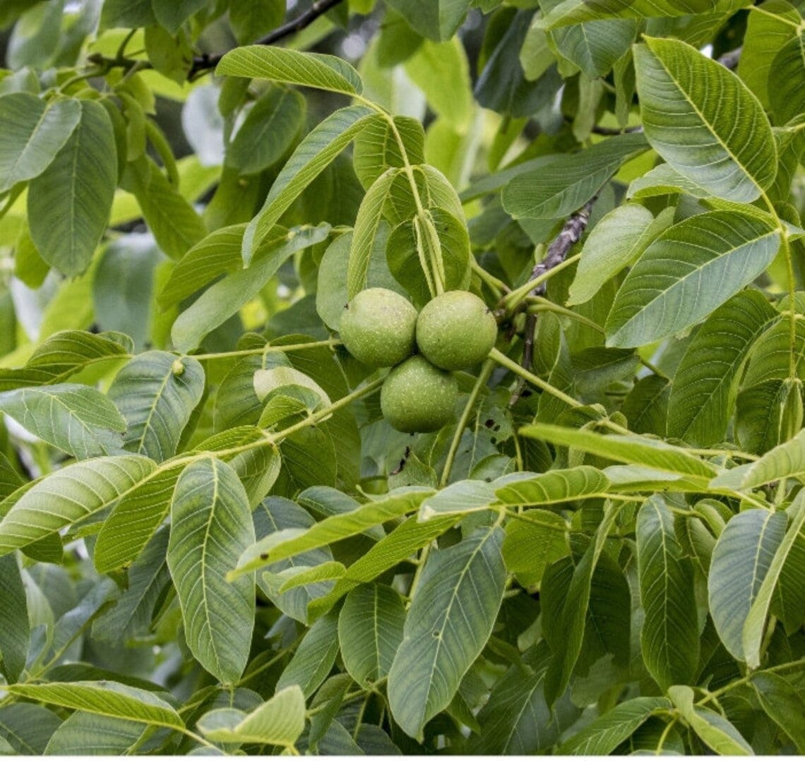 5 Black Walnut BAREROOT seedlings