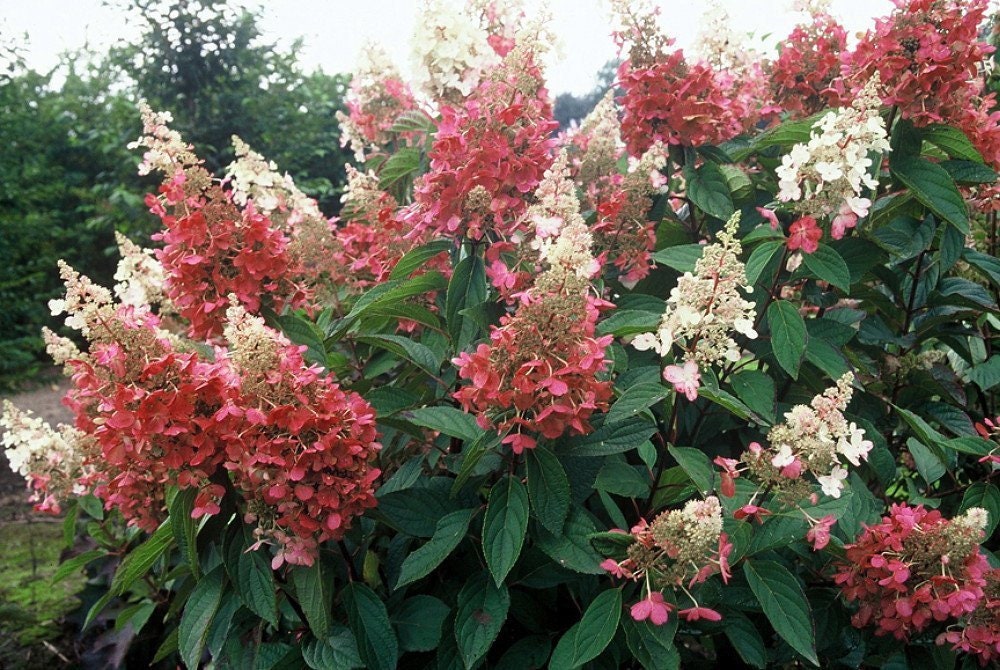 1 Pinky Winky Hydrangea Quart