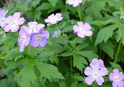 5 Wild Geranium Bare Root