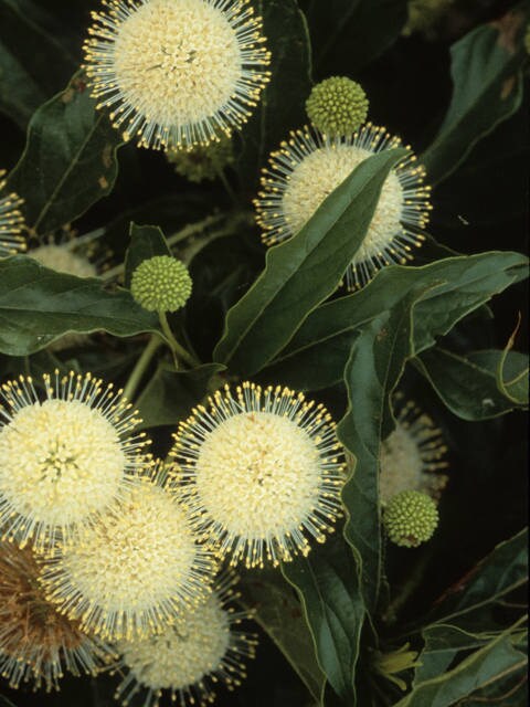 5 Native Buttonbush bareroot seedlings