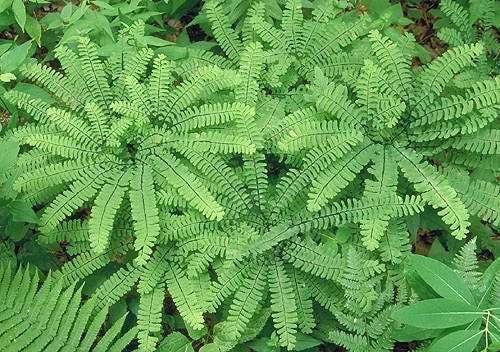 10 Maidenhair Fern Bare Root