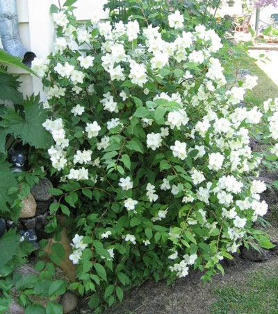 5 Sweet Mock Orange BAREROOT seedlings