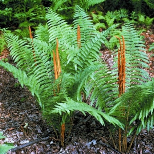 5 Cinnamon Fern bareroot