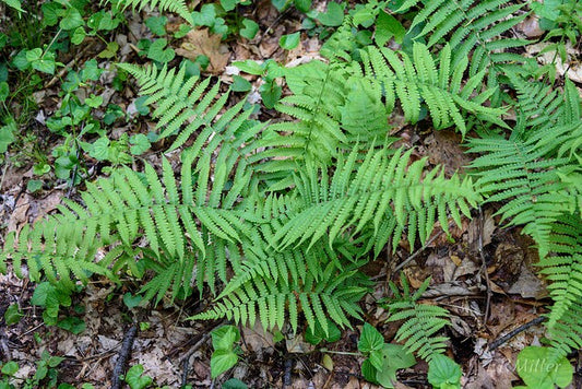 5 Glade Fern Bareroot
