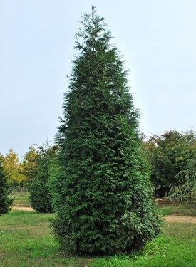 1 Green Giant Arborvitae 2 1/2" pot