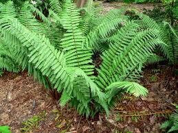 5 Leatherwood Fern Bareroot