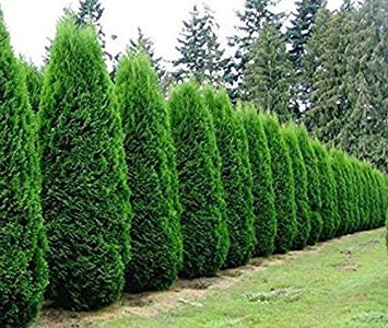 5 Green Giant Arborvitae 2 1/2" pot