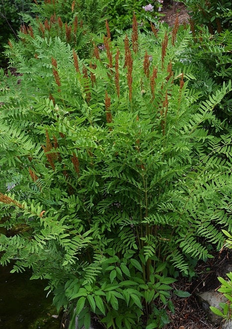 5 Royal Fern Bareroot