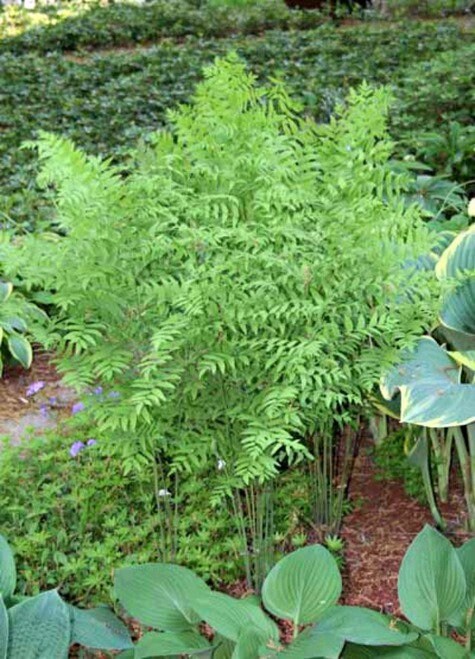 5 Royal Fern Bareroot