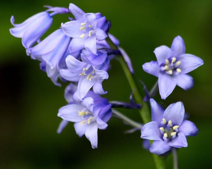 5 Virginia Bluebell bareroot