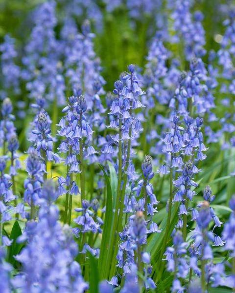 5 Virginia Bluebell bareroot