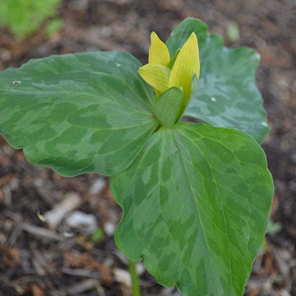5 Yellow Trillium bareroot