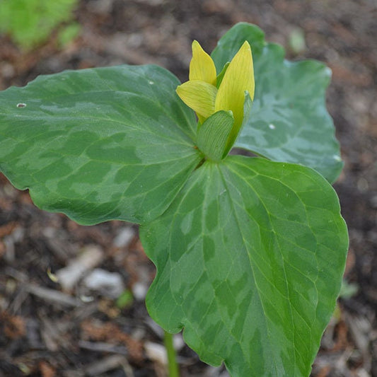 5 Yellow Trillium bareroot