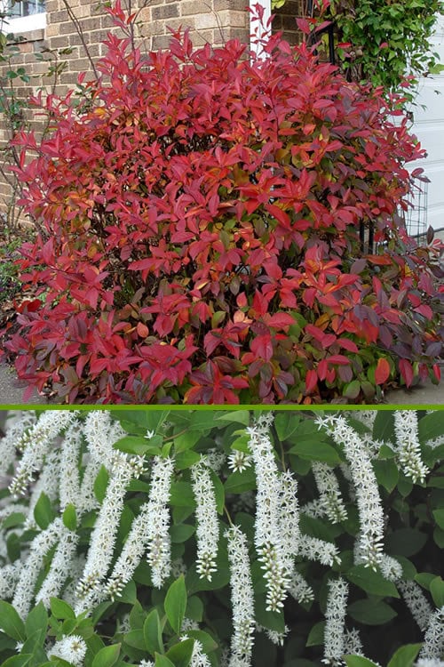 1 Henry's Garnet Itea quart pot 1 year rooted cutting