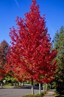 1 Sweetgum - Quart