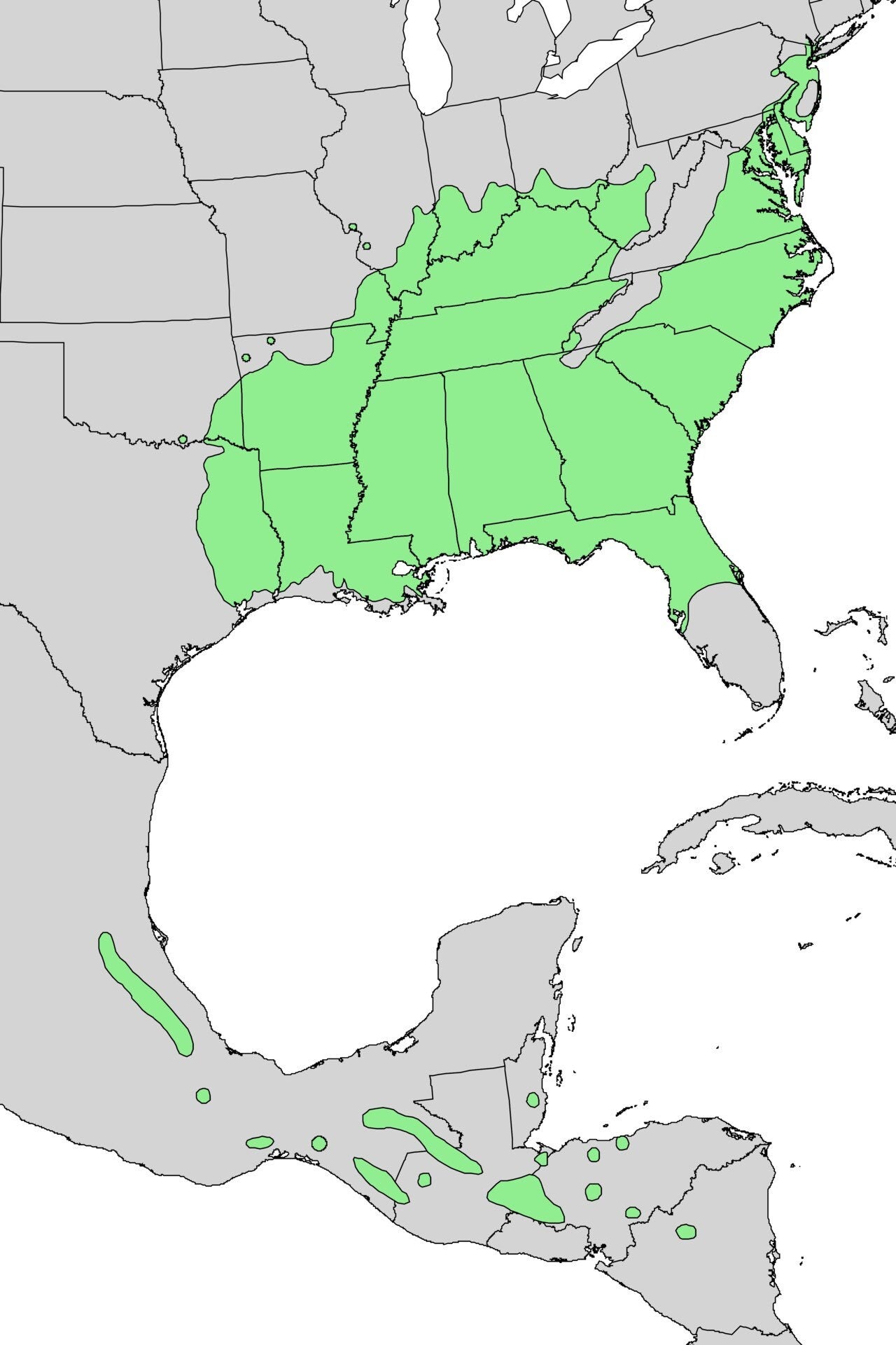 1 Sweetgum - Quart